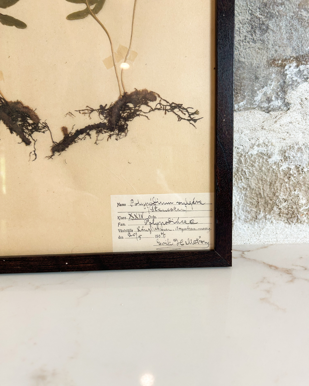 French Framed Antique Herbarium - Polypodium Vulgare