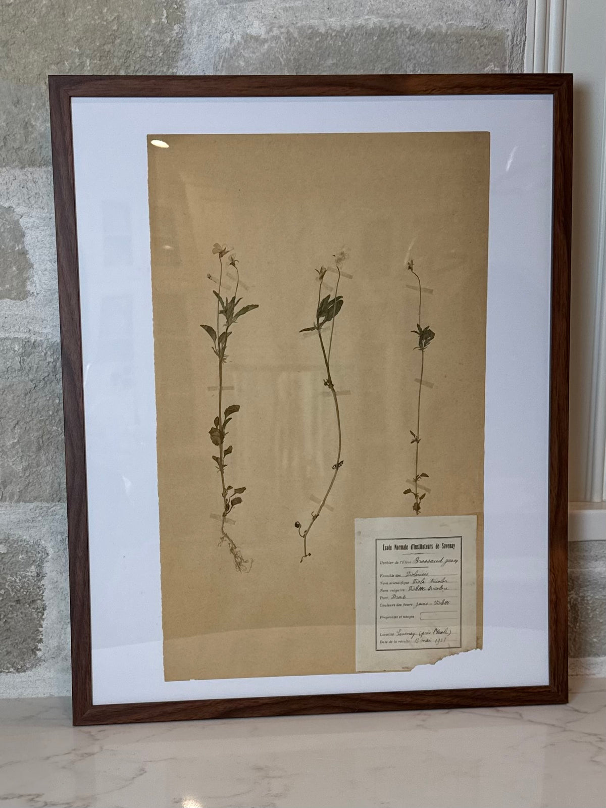 Antique French Herbarium Collection, 20” H x 16”W | Savenay, France | Circa 1923
