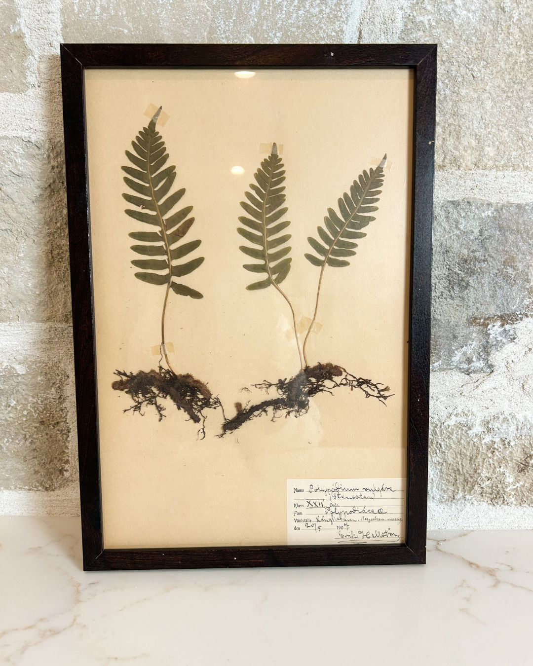 French Framed Antique Herbarium - Polypodium Vulgare