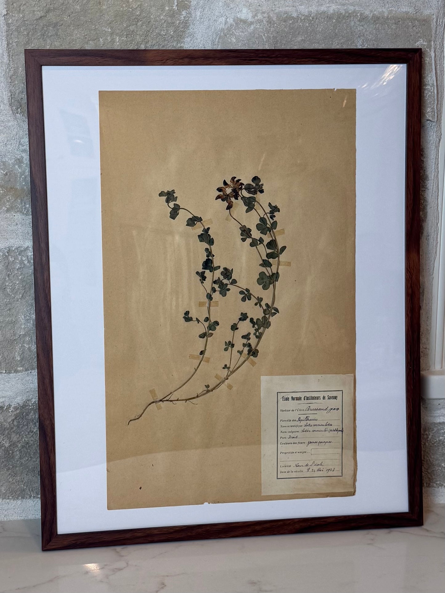 Antique French Herbarium Collection, 20” H x 16”W | Savenay, France | Circa 1923