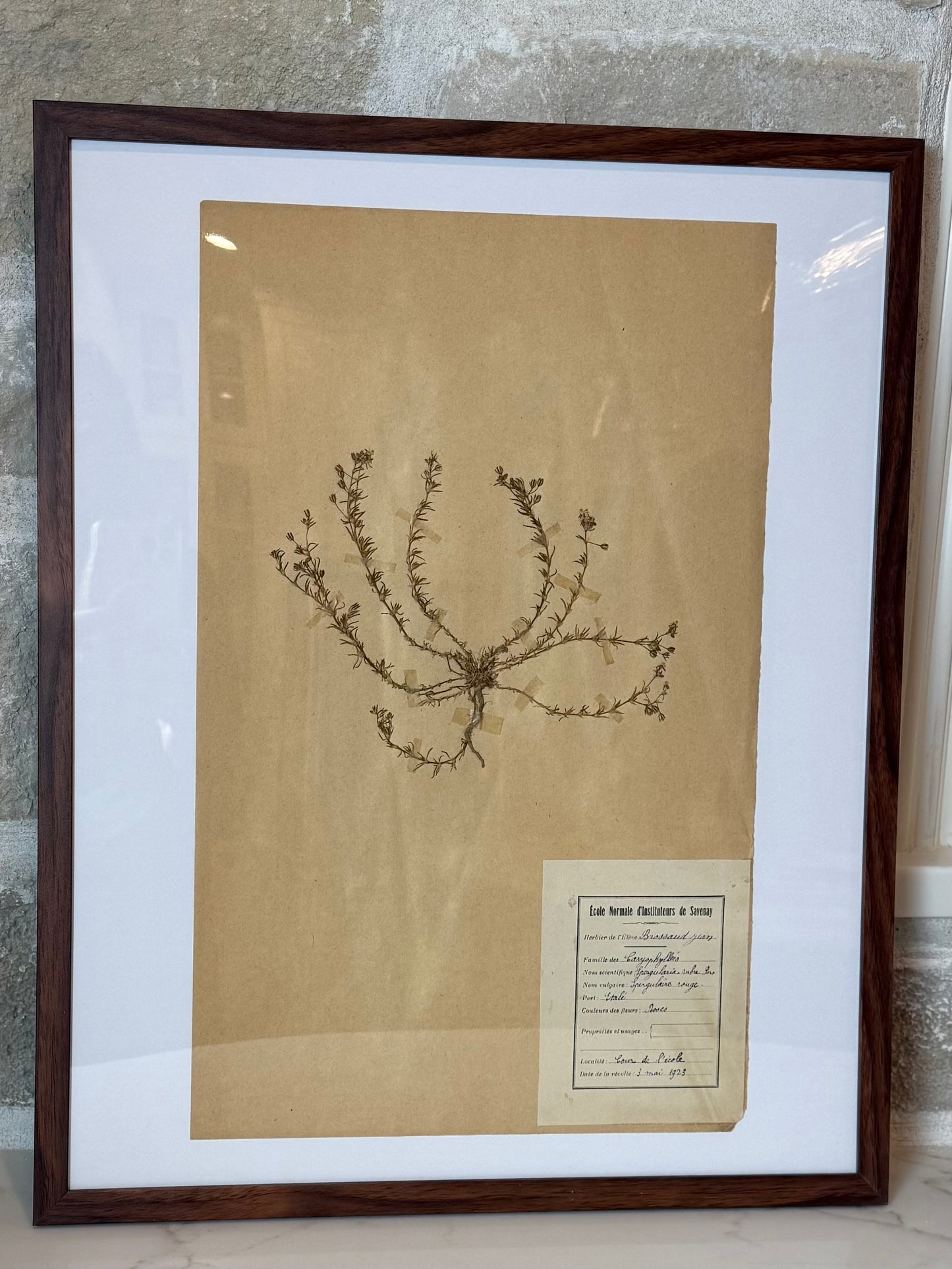 Antique French Herbarium Collection, 20” H x 16”W | Savenay, France | Circa 1923