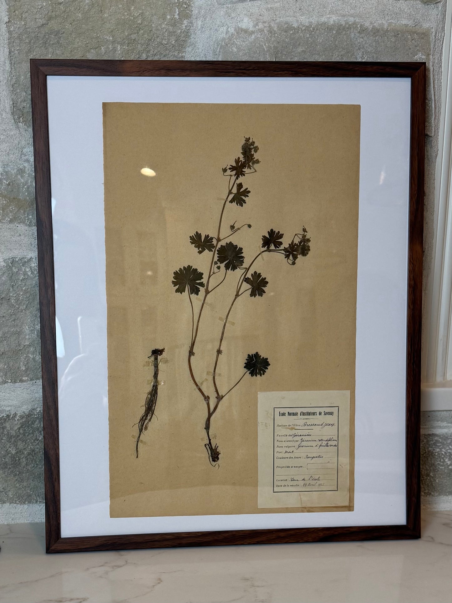 Antique French Herbarium Collection, 20” H x 16”W | Savenay, France | Circa 1923