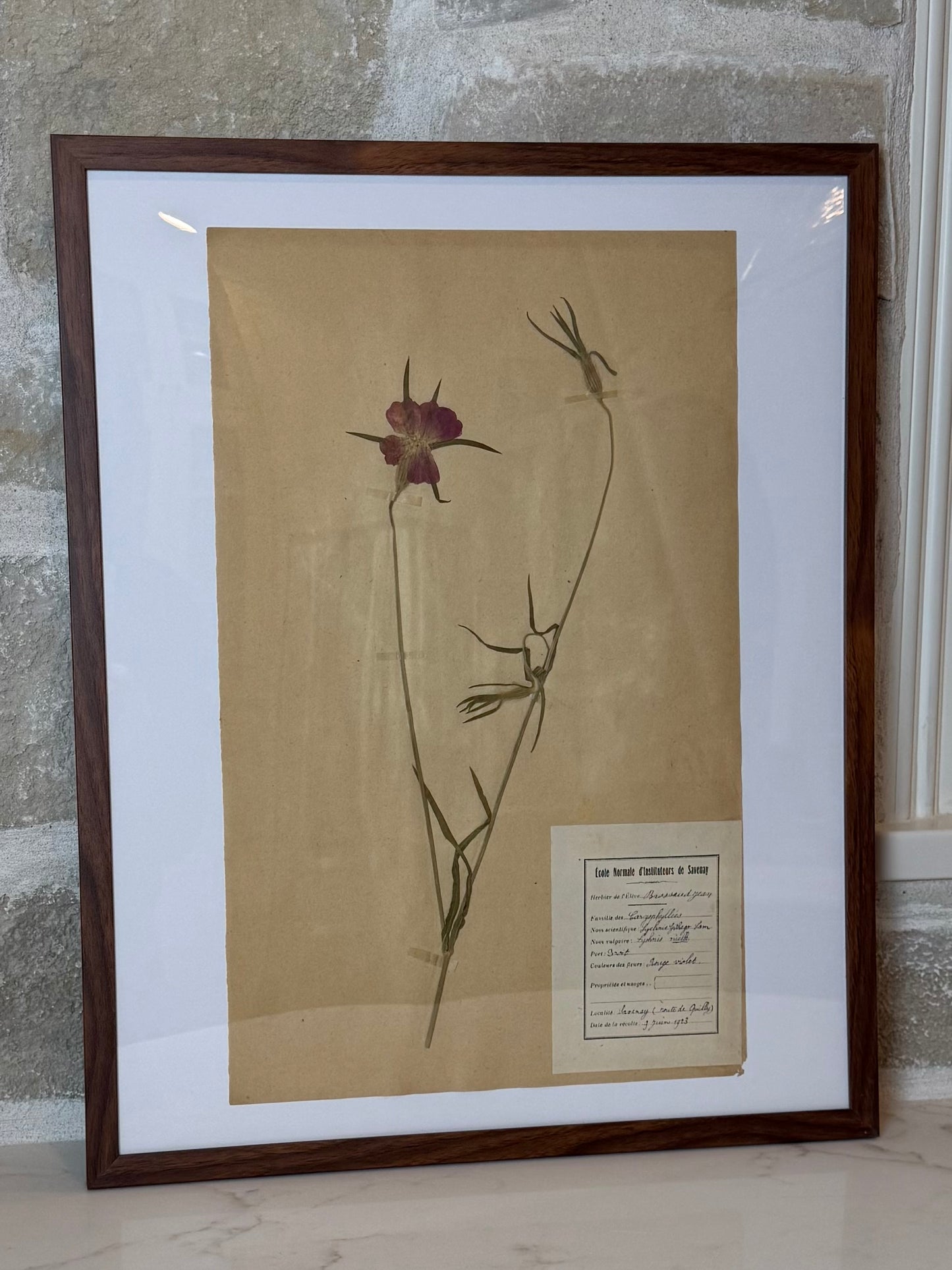 Antique French Herbarium Collection, 20” H x 16”W | Savenay, France | Circa 1923